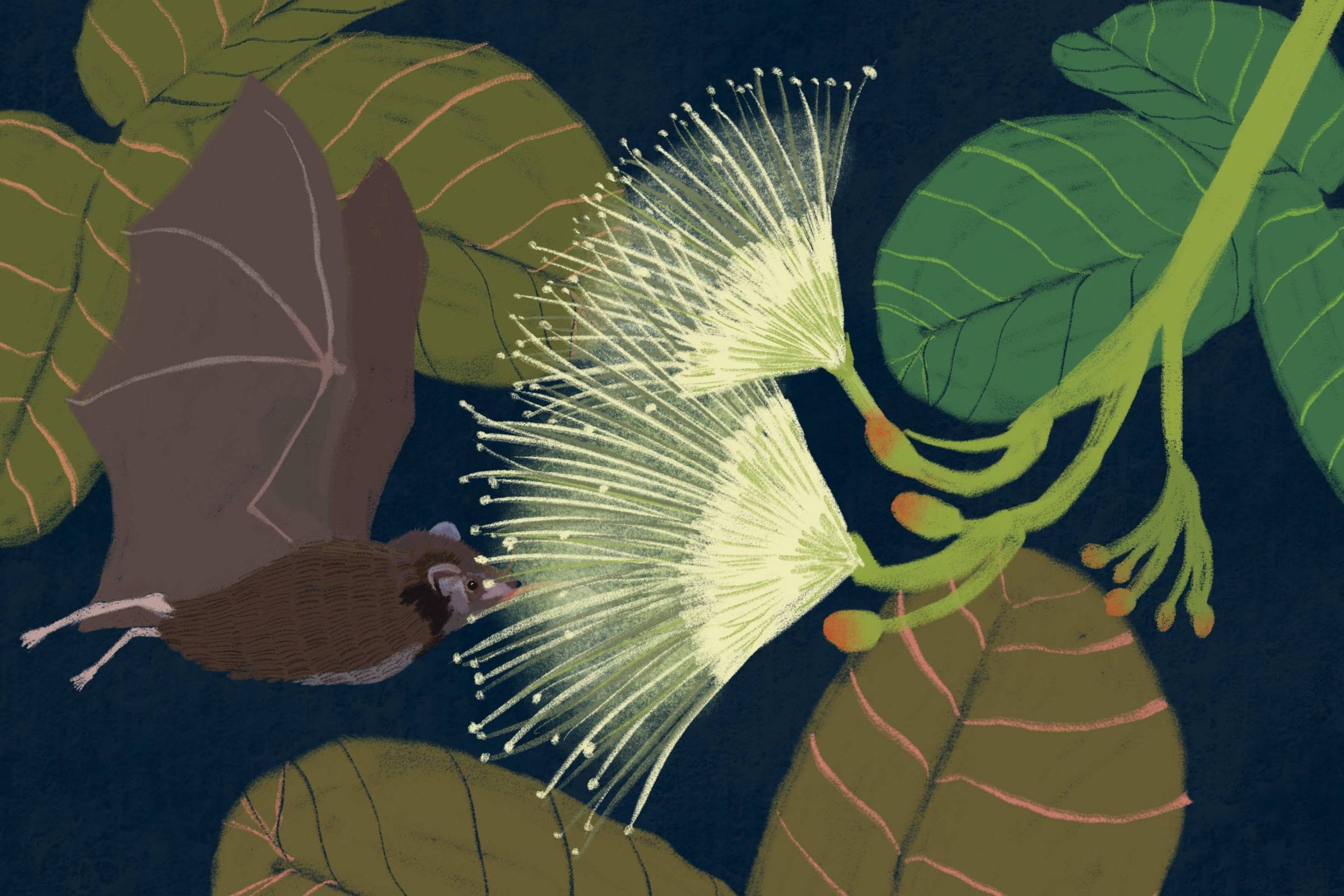 Illustration